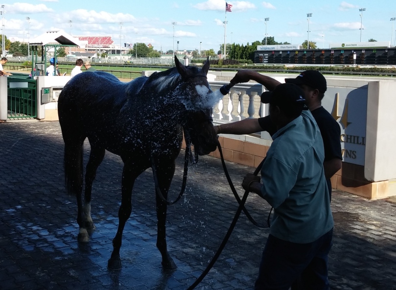 He may be cute, and he may be fast, but Heart to Heart is not getting out of his post race bath.