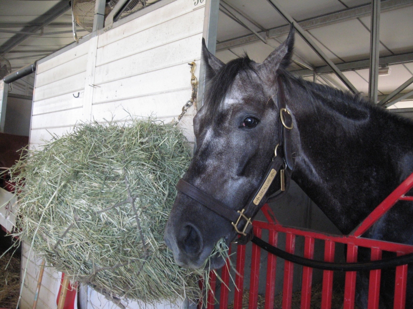 Giacallure also likes hay.  Once he was back in his stall, he could not stop munching on his hay net.