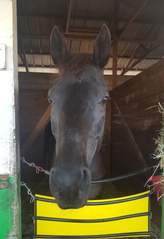 Devil's Rose, hoping for a mint or two, pokes her nose out of her stall.