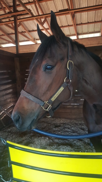 My Mertie relaxes in her stall. She didn't race the weekend I was there, but ran second in the Minaret Stakes the following Saturday.